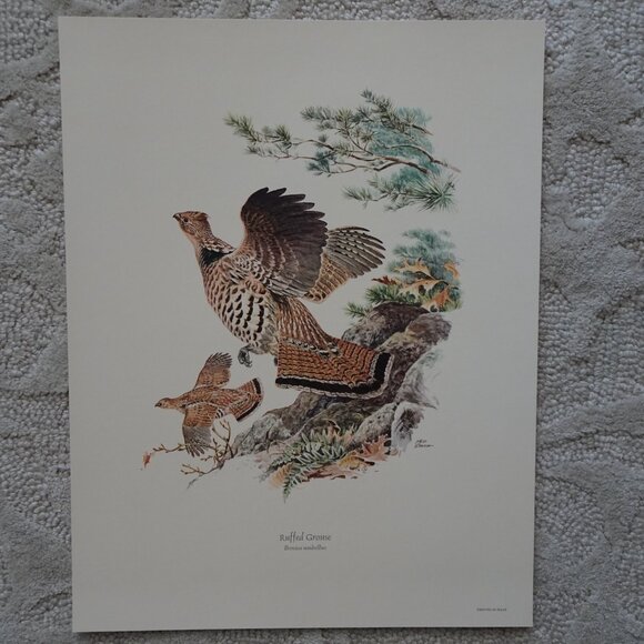 Field & Stream's Portfolio of Game Birds Painted by Ned Smith Limited Edition - Picture 3 of 16